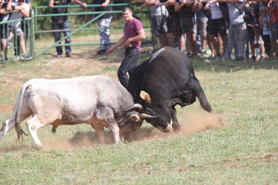 Pobjednik Medo pobjegao preko ograde, ljudi su bježali od njega