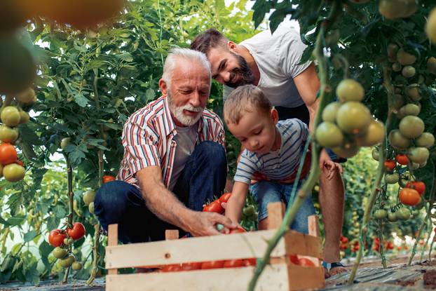 Grandfather,son and grandson working in greenhouse