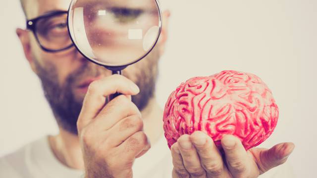 Mozak i testisi su puno sličniji nego što smo to prije mislili