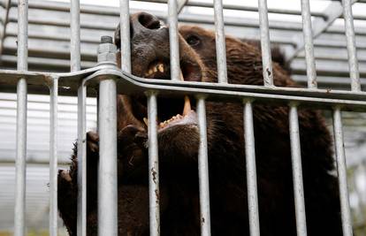 Sve češći napadi: Japan je na divlje medvjede poslao vojsku