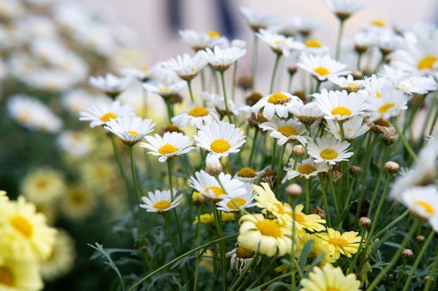 Zagreb: Brojni građani posjetili Floraart na Bundek