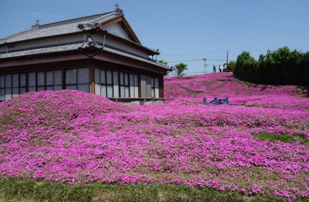 FOTO Pogledajte tu divotu: Farmer zasadio tisuće cvjetova za svoju slijepu suprugu