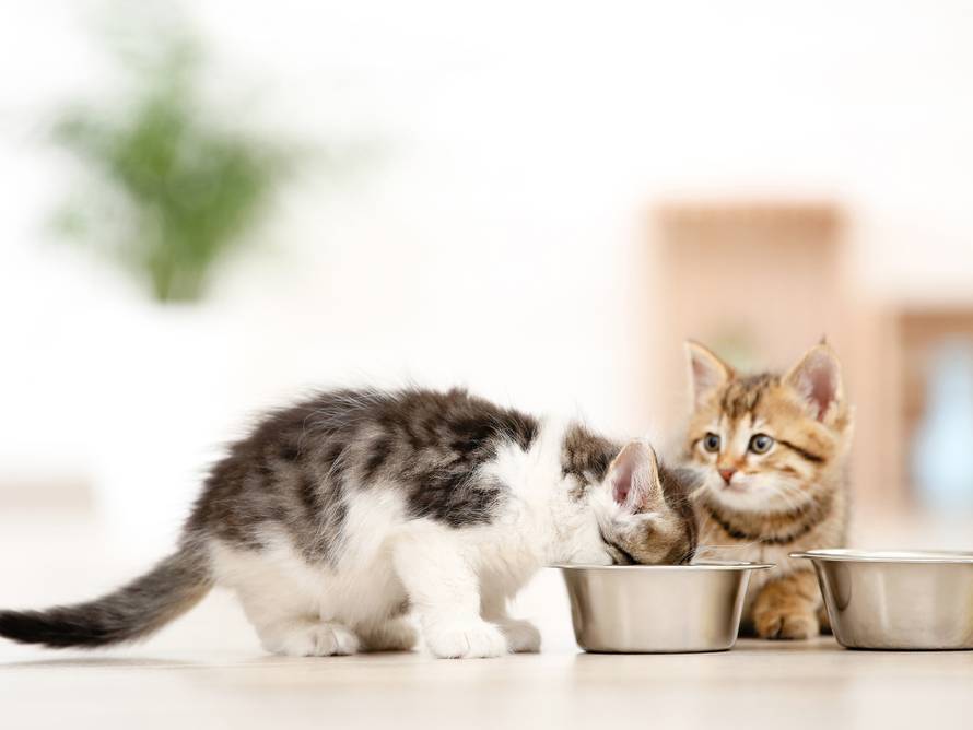 Zdrava prehrana za mačke: Saznajte kako pružiti pravilnu nutritivnu potporu