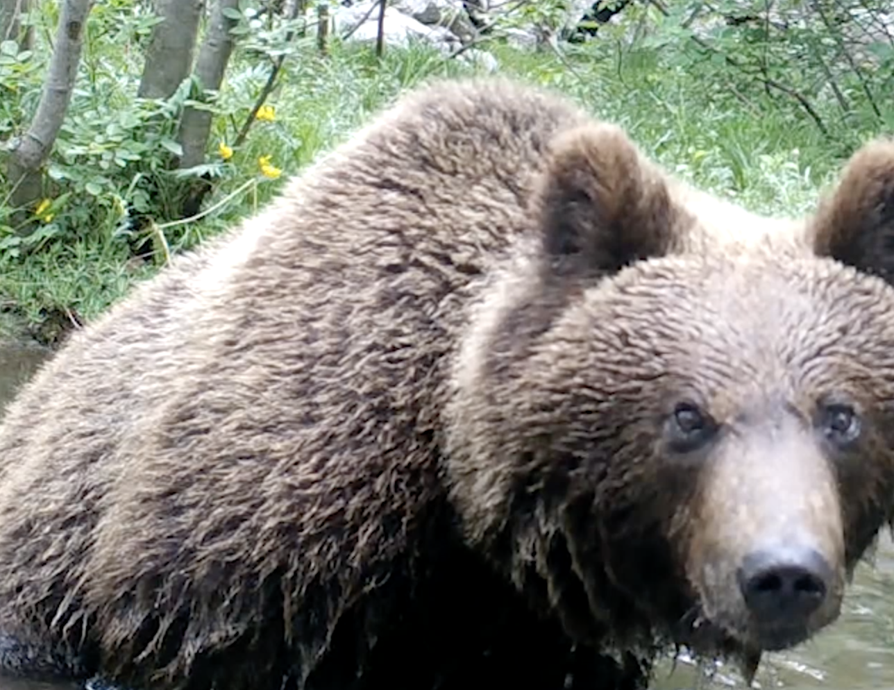 Tajni život velikih zvijeri na najvećoj planini u Hrvatskoj