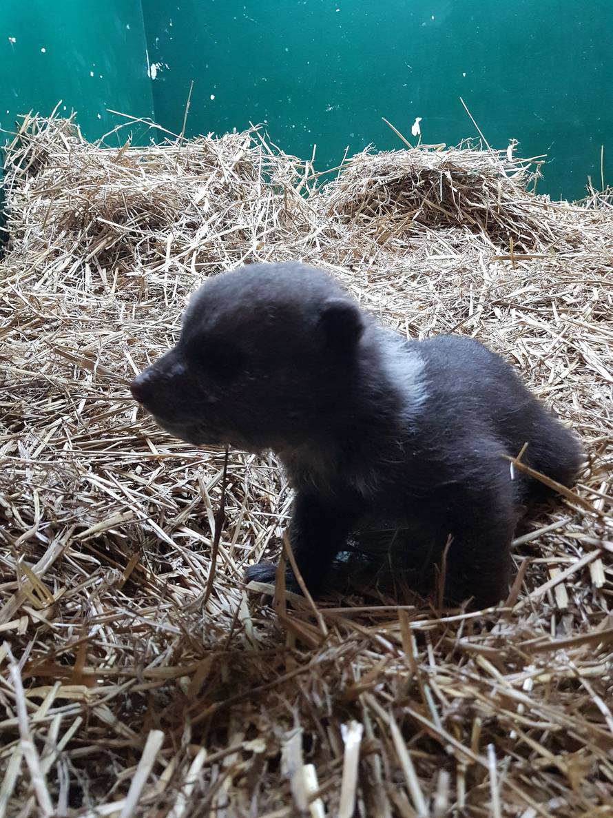 Više se kreće: Medvjedić Matija dobio veći prostor u ZOO-u