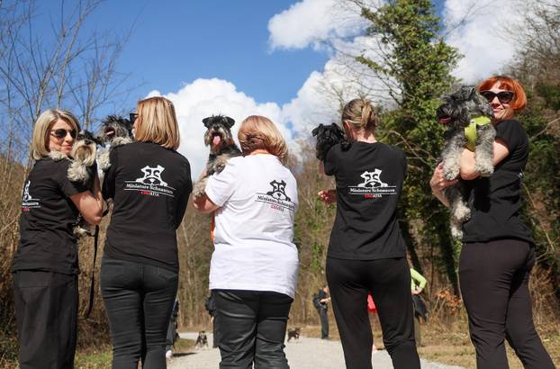 Žumberak: U organizaciji Miniature Schnauzers Croatia održano je druženje patuljastih šnaucera
