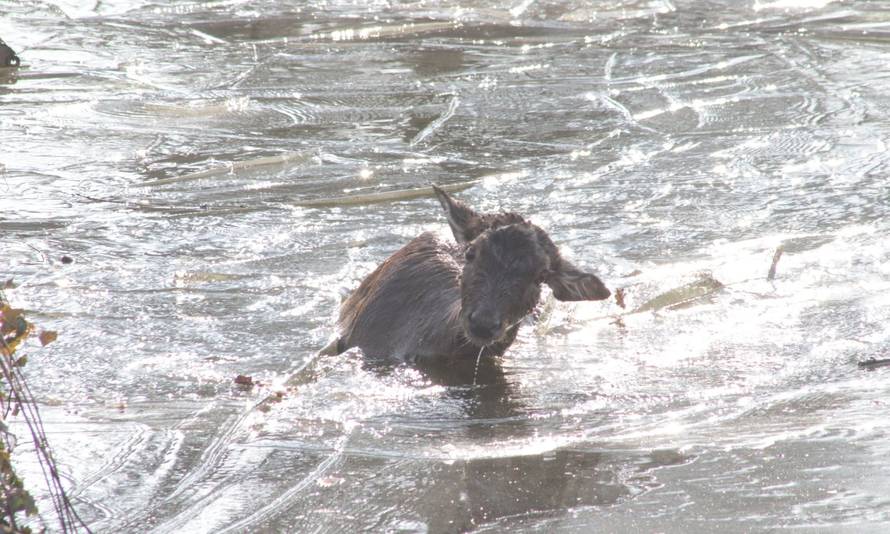 VIDEO Srna upala u zaleđeno jezero u zagrebačkom ZOO-u, spasili je: 'Nije imala ozljeda'
