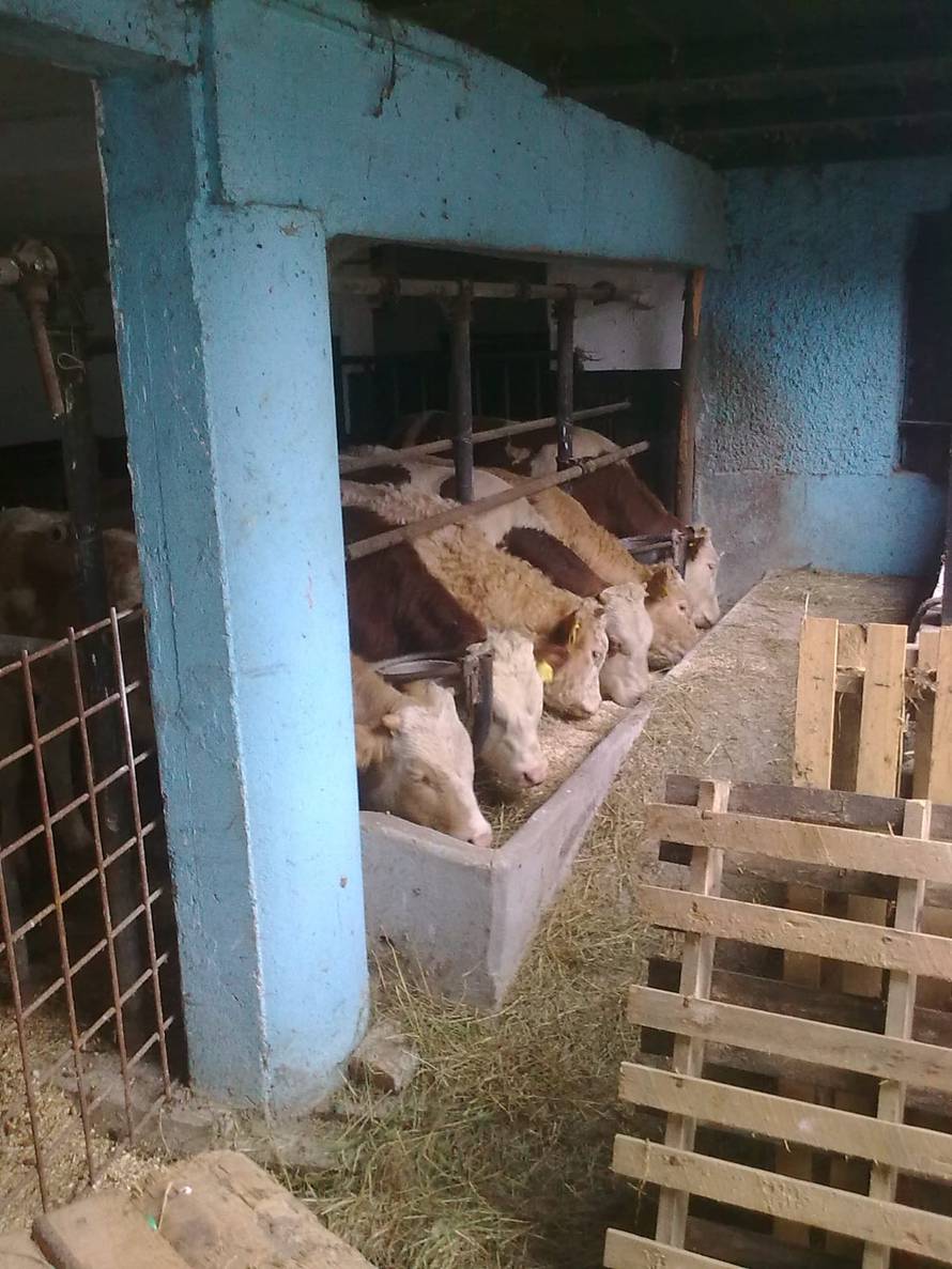 Bio-algeen proizvodi sve su traženiji: što ih čini zanimljivima za uzgoj?