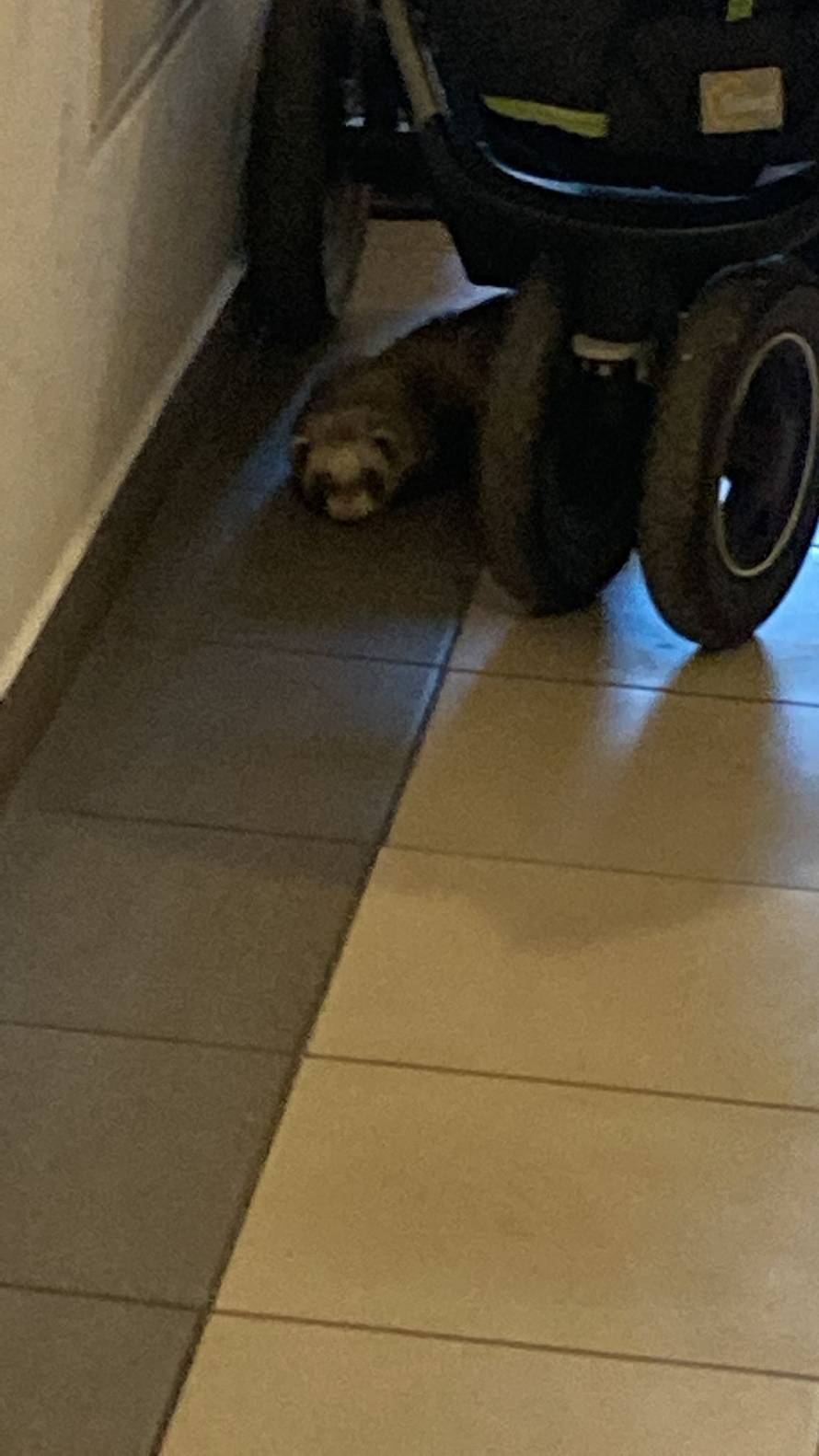 VIDEO Tvor zalutao u zgradu u Zagrebu i 'odmorio' u dječjim kolicima: 'Tražimo vlasnika...'