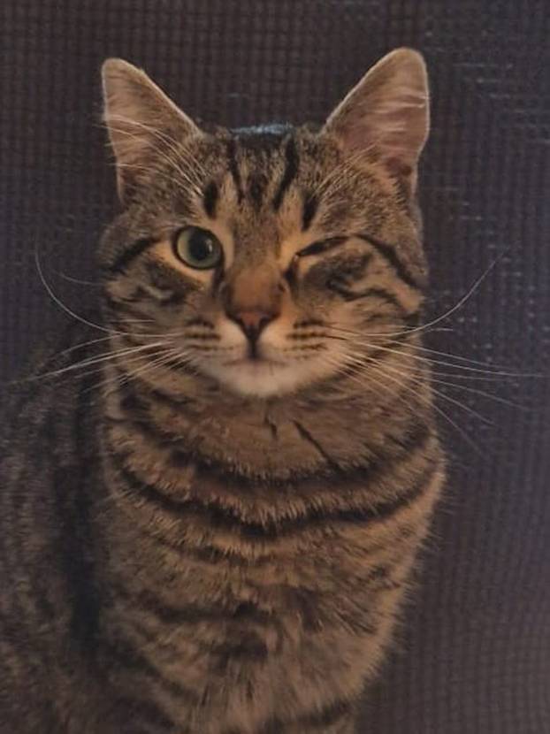 SUPER FOTKE vaših ljubimaca! Neki bi mogli biti viralni hit, ali svi su jednostavno neodoljivi