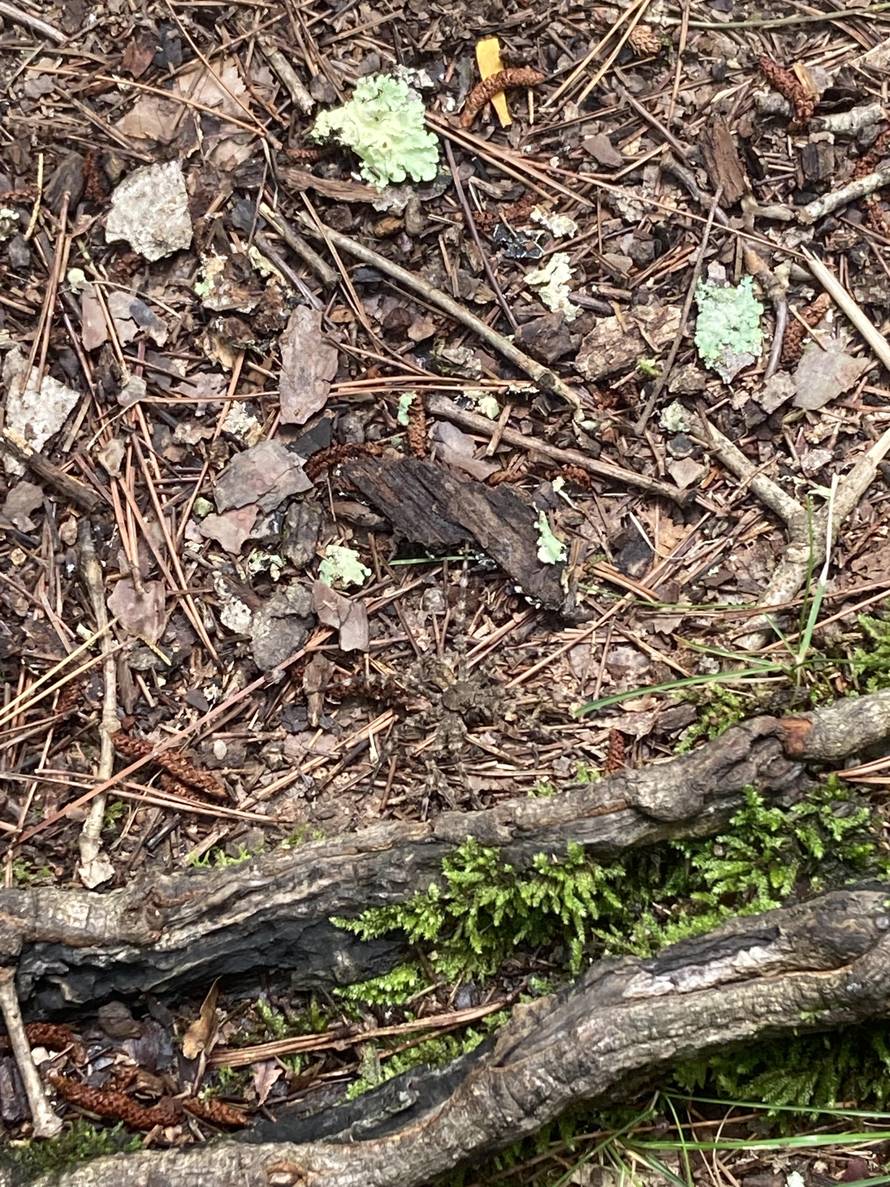 Test za oko sokolovo: Možete li pronaći golemog pauka koji se skriva na ovoj fotografiji?