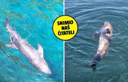 Šokantna snimka: Ozlijeđeni dupin kod Lastova. Iz Parka prirode kažu: Ne dirajte ga!