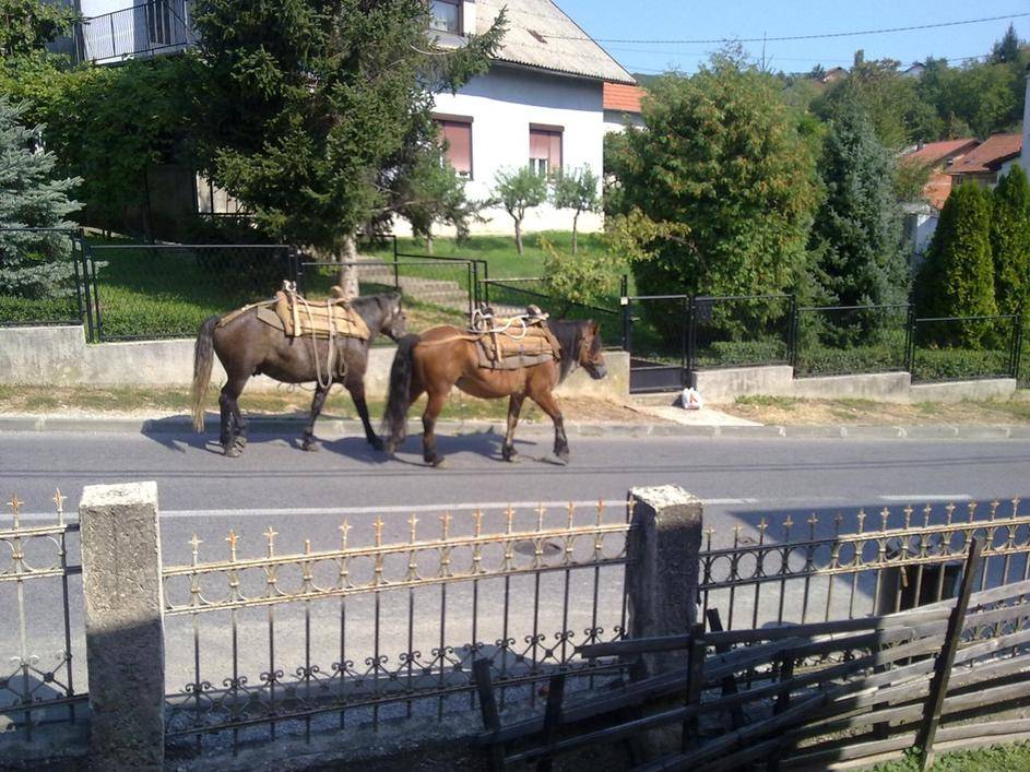 Nisu mu sve na broju: 'Halo, radio, tuđe ovce su na terasi...'