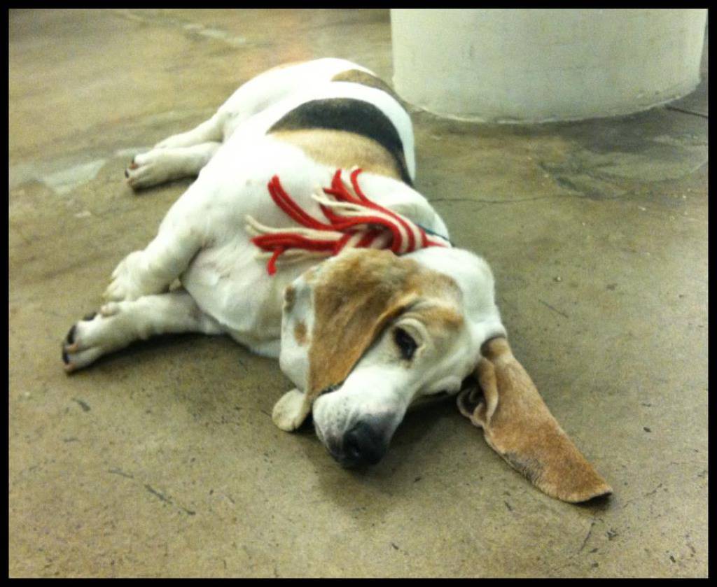 Facebook/George, the Very Tired Basset Hound