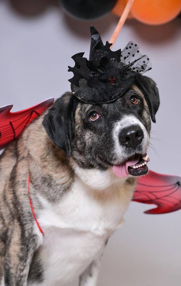 Sklonište u Dumovcu poziva na posebno jesensko udomljavanje pasa i mačaka