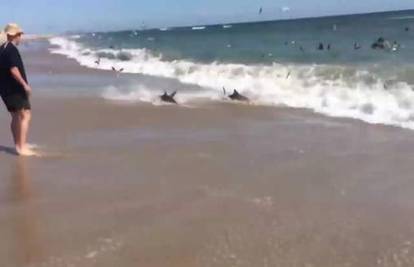 Ludilo hranjenja morskih pasa na plaži u plićaku u Kaliforniji 