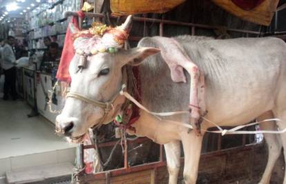 Na turneji po Indiji: Krava sa šest nogu blagoslivlja vjernike