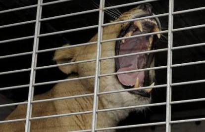 Njemačka: Ukrao kamion iz cirkusa u kojem je bio lav