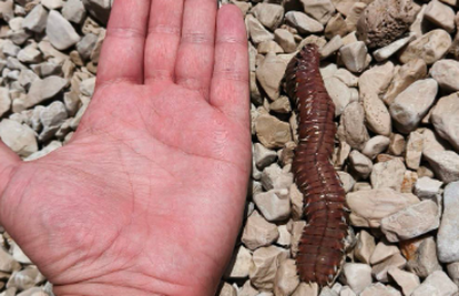 Šibenčanka snimila vatrenog crva na Jadriji: ’Zar toga ima kod nas? Peče k'o sam vrag’