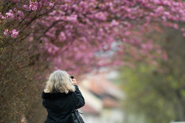 24sata Zagreb: Japanske trešnje u Ulici Bogoslava Šuleka