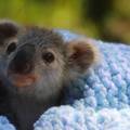 Beba koala osvojila srca svijeta svojim prvim pojavljivanjem