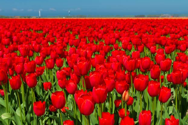 tulip field