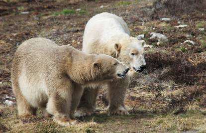 U Rusiji izvanredno stanje radi 'invazije' polarnih medvjeda