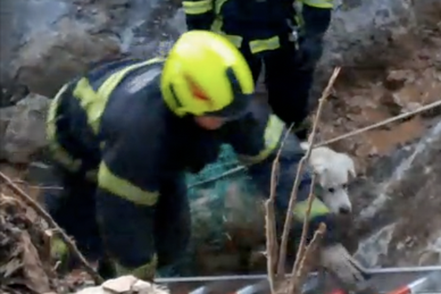 Vatrogasci spa&scaron;avaju psa