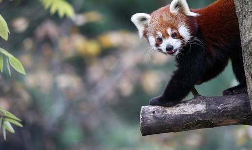 Međunarodni dan crvenih pandi u zagrebačkom Zoološkom vrtu