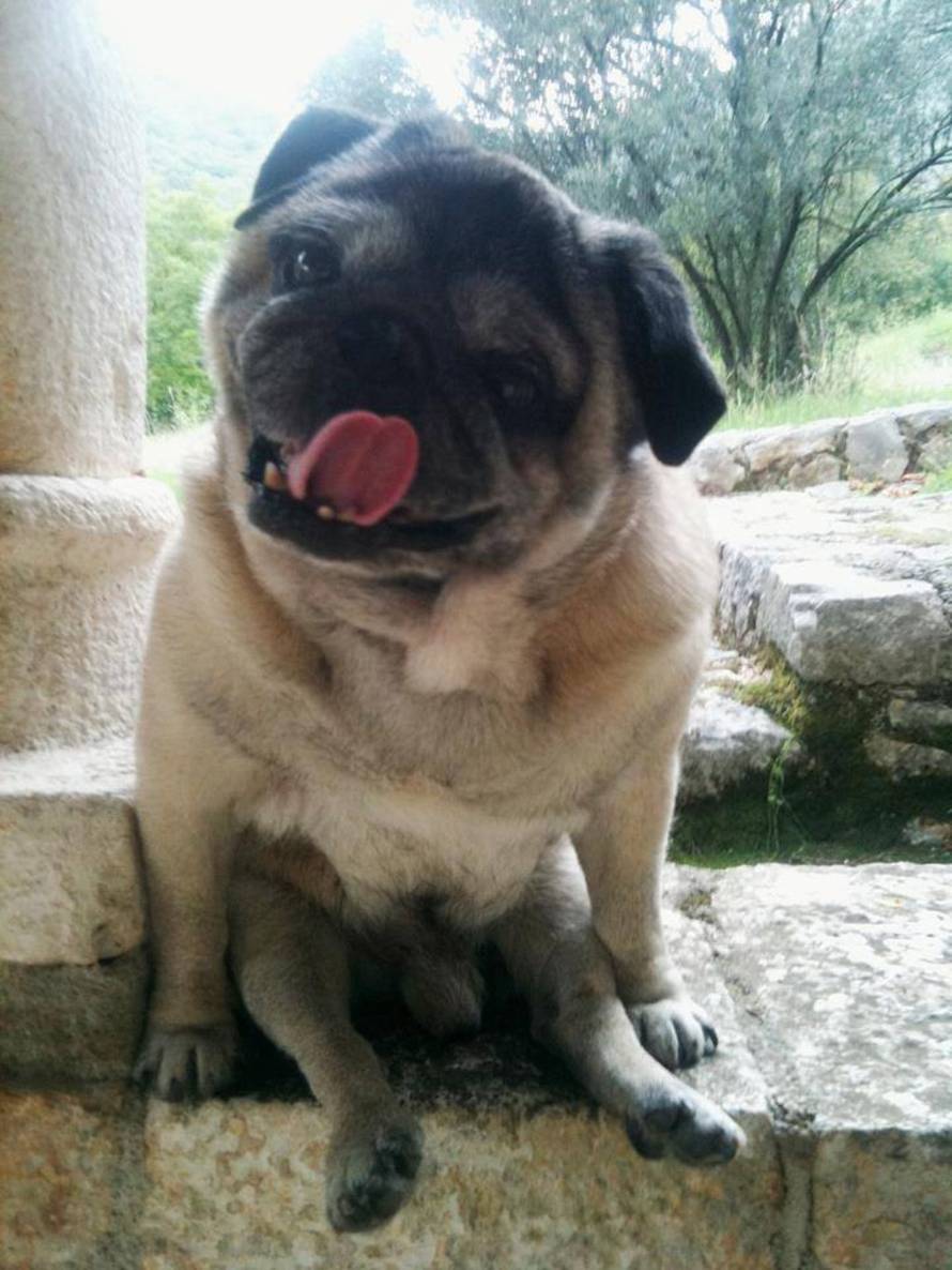 24ljubimci/Fotografije čitatelja