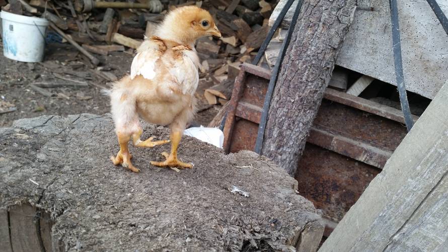 Ponosna uzgajivačica Milka: Izleglo joj se pile s tri nogice