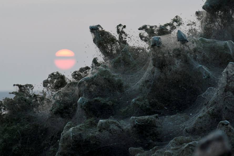 Sun rises as spider webs blanket bushes at the banks of Lake Vistonida