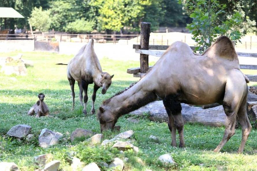 Davor javorovic/PIXSELL