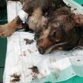 Monstrum zakopao živog psa: 'Otkopavali smo ga cijeli sat!'