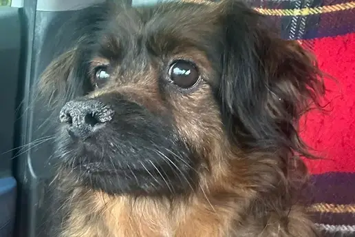 Evo &scaron;to je s psi&cacute;em Maxom koji je u tragediji u V. Gorici izgubio obitelj: 'Ta tuga i zbunjenost...'