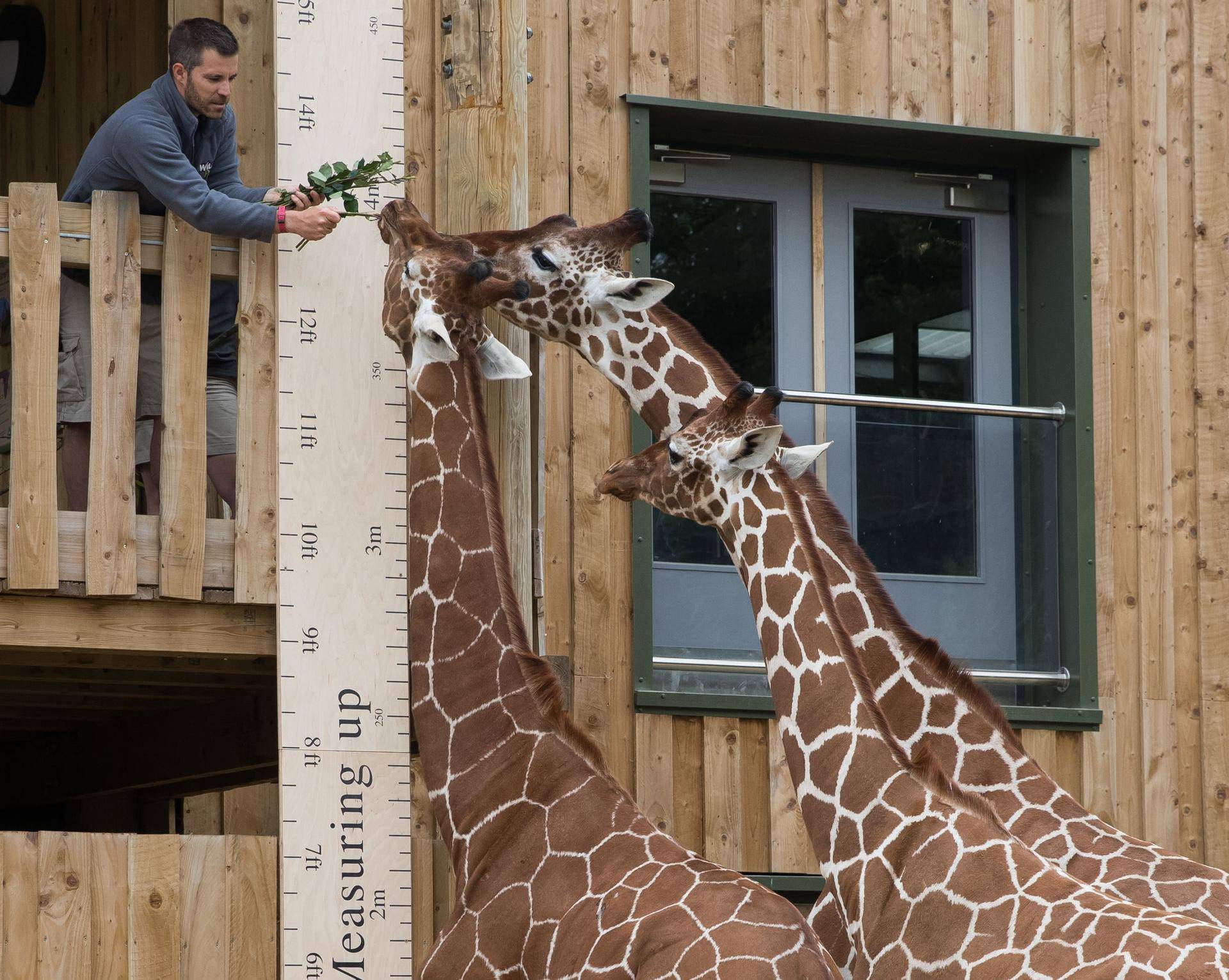 Giraffe measuring