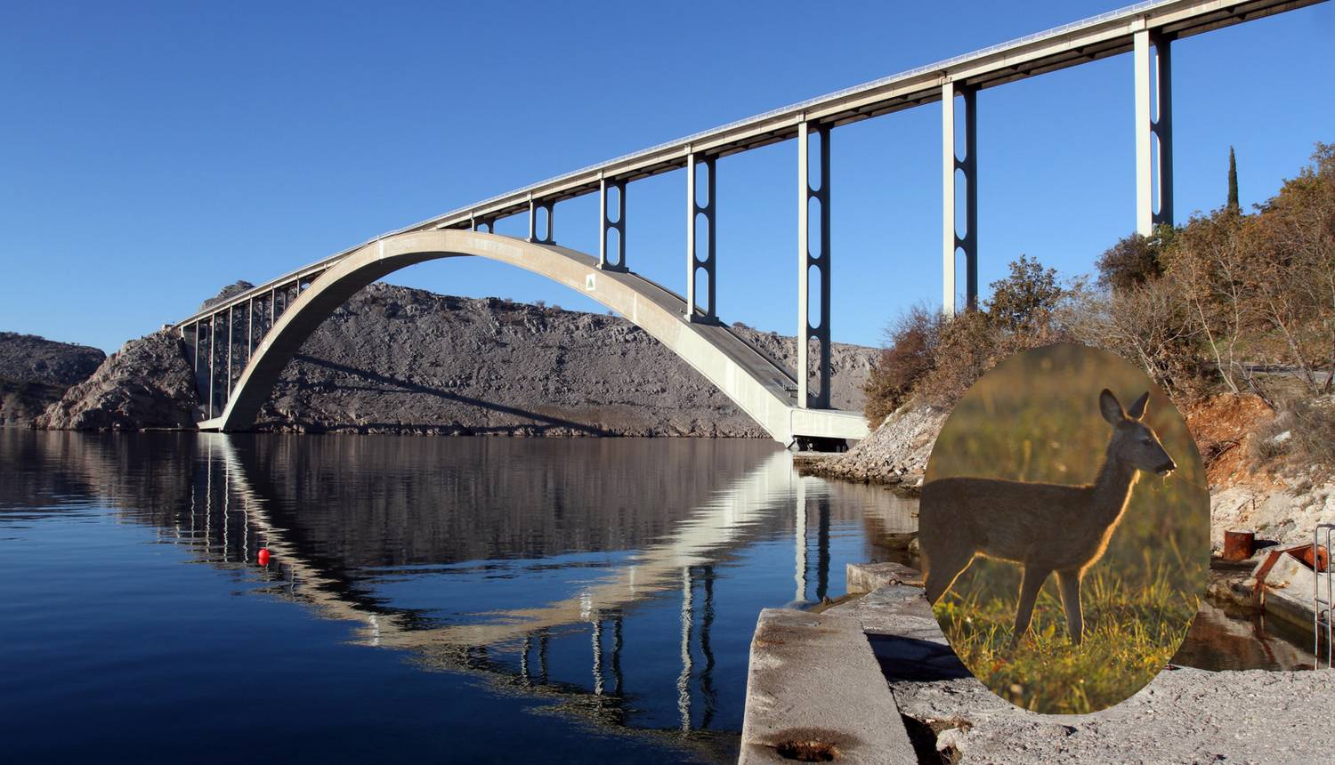 Umornog Bambija kraj Krčkog mosta spasili od sigurne smrti