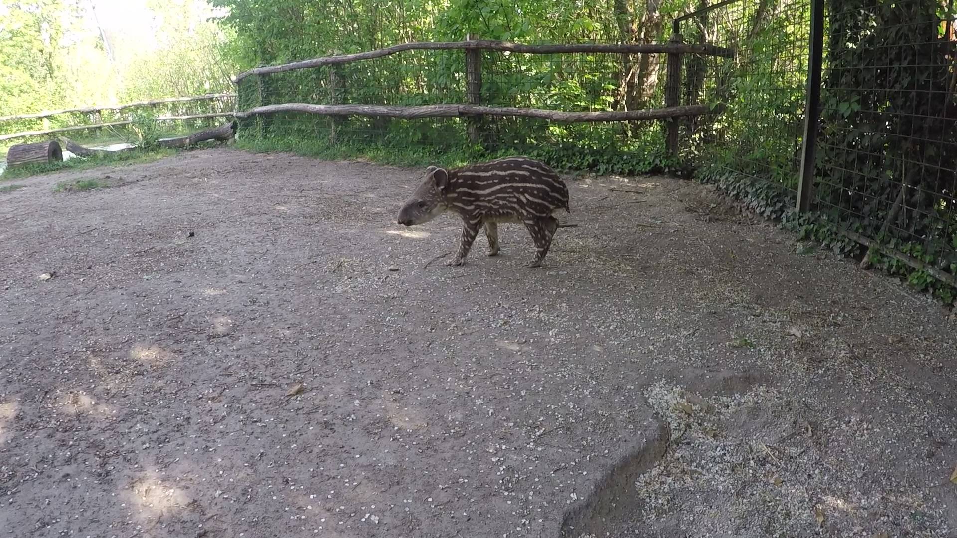 Obitelj tapira dobila prinovu: Predložite kako će se zvati