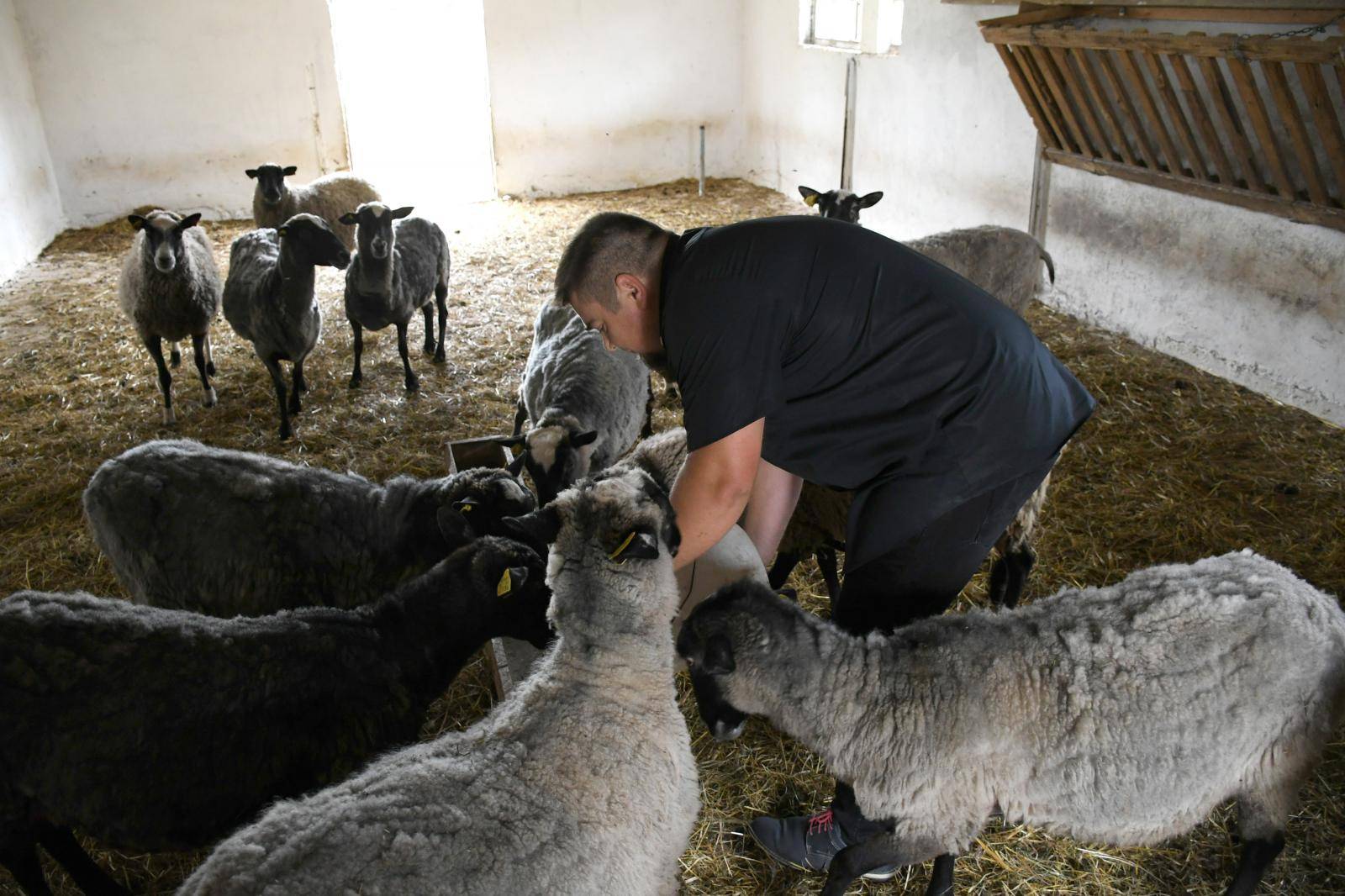 Svećenik i pastir: Volim ovce jer su i one Božja stvorenja