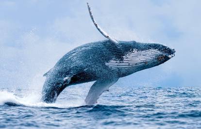 Grbavi kitovi su veličanstveni divovi kojima prijeti izumiranje