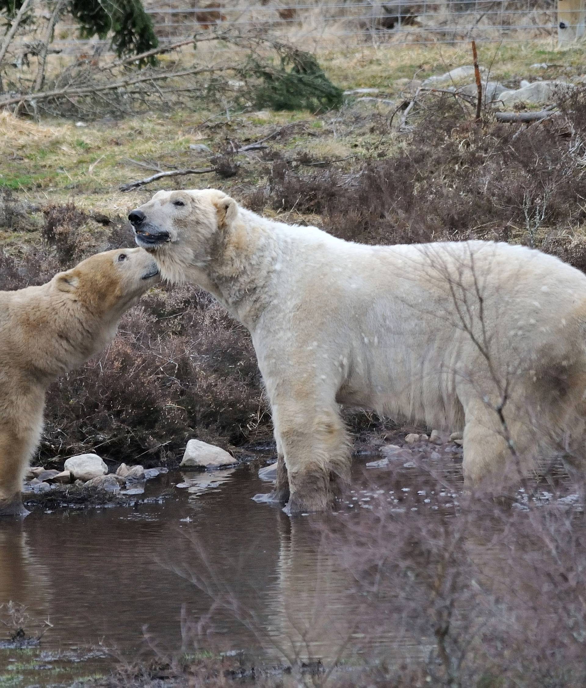 Polar bears Victoria and Arktos interact in Highland Wildlife Park in Kincraig