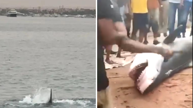 Morski pas raskomadao mladića pred očevim očima: 'Taj stroj za mljevenje mesa mi je ubio sina'