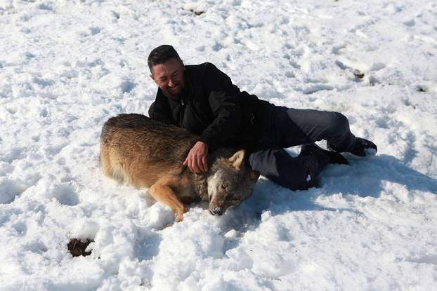 Hysni Rexha plays with his wolf Trump in Gjakova