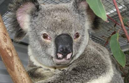 Koala Ely preživjela nalet auta pri brzini od 100 km/h