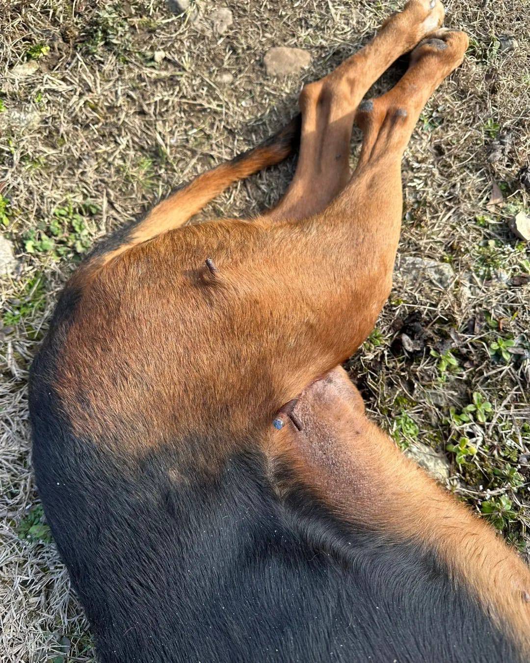 Psu kod Zadra šipka probila nogu, spašavali ga vatrogasci: 'Bio je u bolu i jako preplašen'