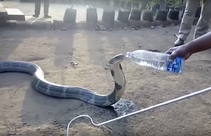 Kad kobra ožedni: Smrtonosna zmija uživa pijući vodu iz boce
