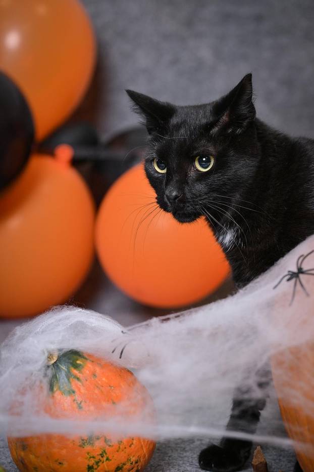 Sklonište u Dumovcu poziva na posebno jesensko udomljavanje pasa i mačaka