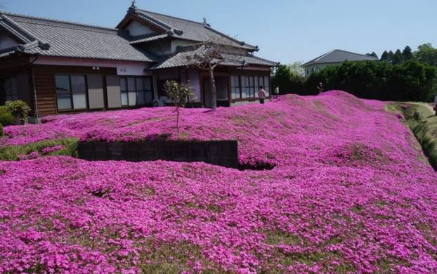 FOTO Pogledajte tu divotu: Farmer zasadio tisuće cvjetova za svoju slijepu suprugu