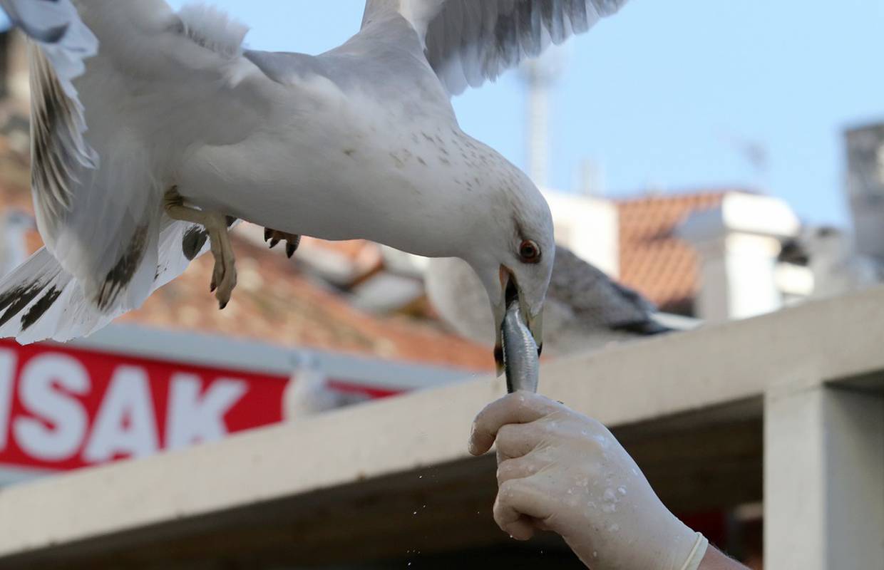 Svijet zagađuju i morske ptice: U njima se zna taložiti plastika