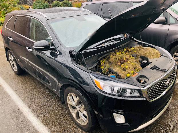 Walnuts and grass hidden by squirrels are seen under the hood of a car, in Allegheny County, Pennsylvania, U.S. in this October 7, 2019 image obtained via social media